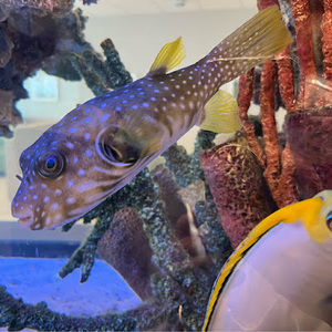 Meet your Posher, Chen